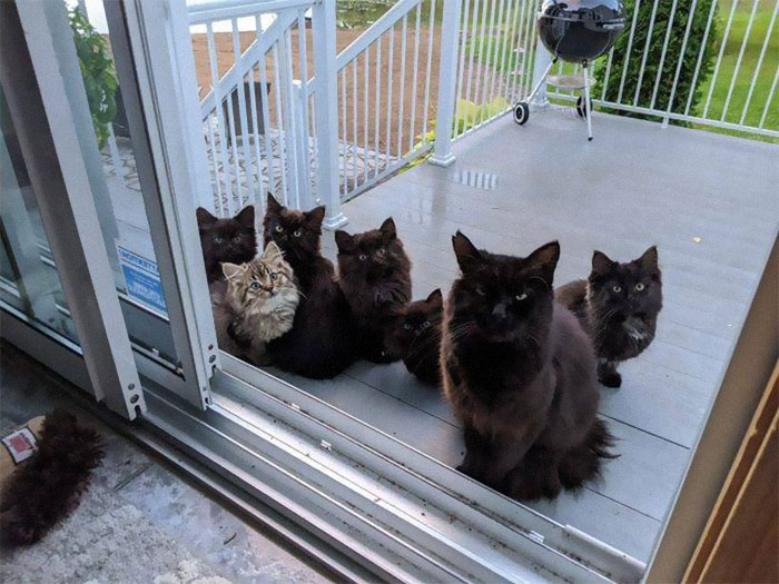 St.ray Cat brings all her Babies to a Woman who cared for her!