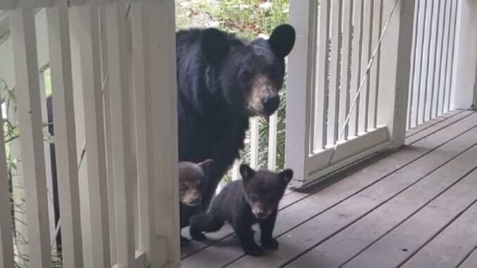 The-Bear-Brings-Her-Adorable-Cubs-To-Meet-Her-Long-Time-Human-Friend