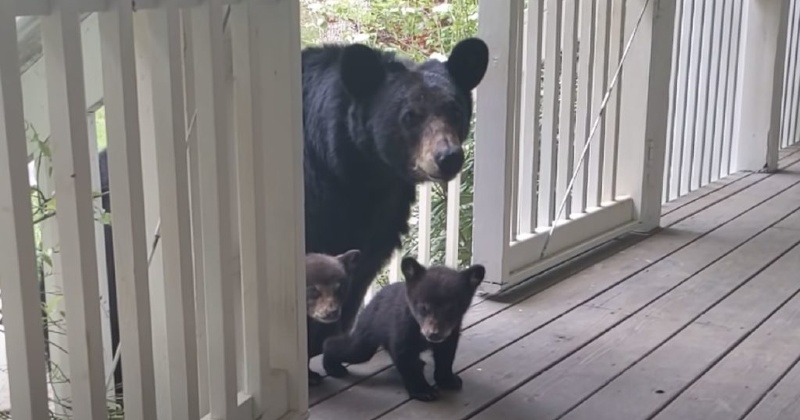 Mama Bear takes her Cubs to where she is always fed. She Introduced them to her favorite Humans!