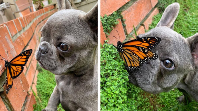 This-Little-Dog-Befriended-A-Butterfly-And-For-A-Moment-The-World-Was-Perfect
