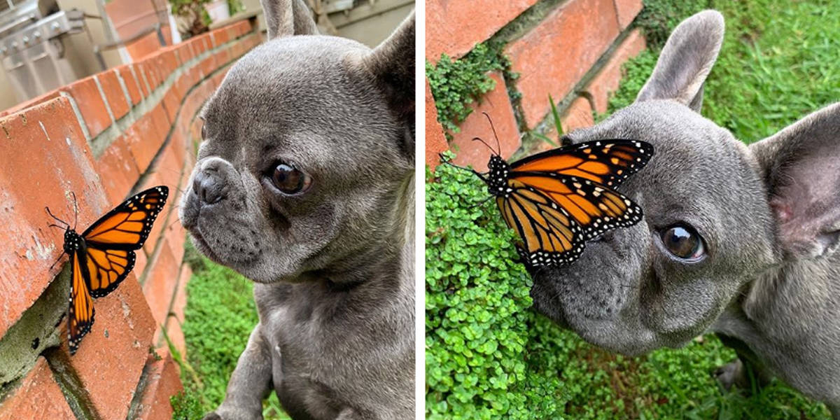 This Little Dog Befriended A Butterfly, And For A Moment The World Was Perfect!