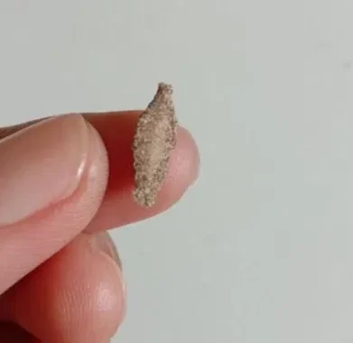 This-is-the-Kamitetep-a-Species-of-Moth-Phereoca-Uterella-that-Clings-to-the-Walls-of-the-House