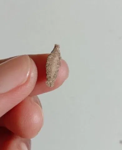 The Kamitetep (Phereoca Uterella) — A Moth Species Known for Clinging to House Walls  Would you like me to help with more details or a specific style?