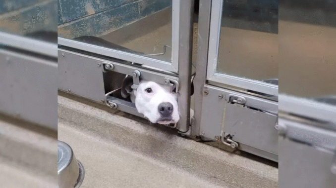 This-lonely-Dog-was-SA.D-because-She-had-to-watch-all-her-Friends-get-adopted