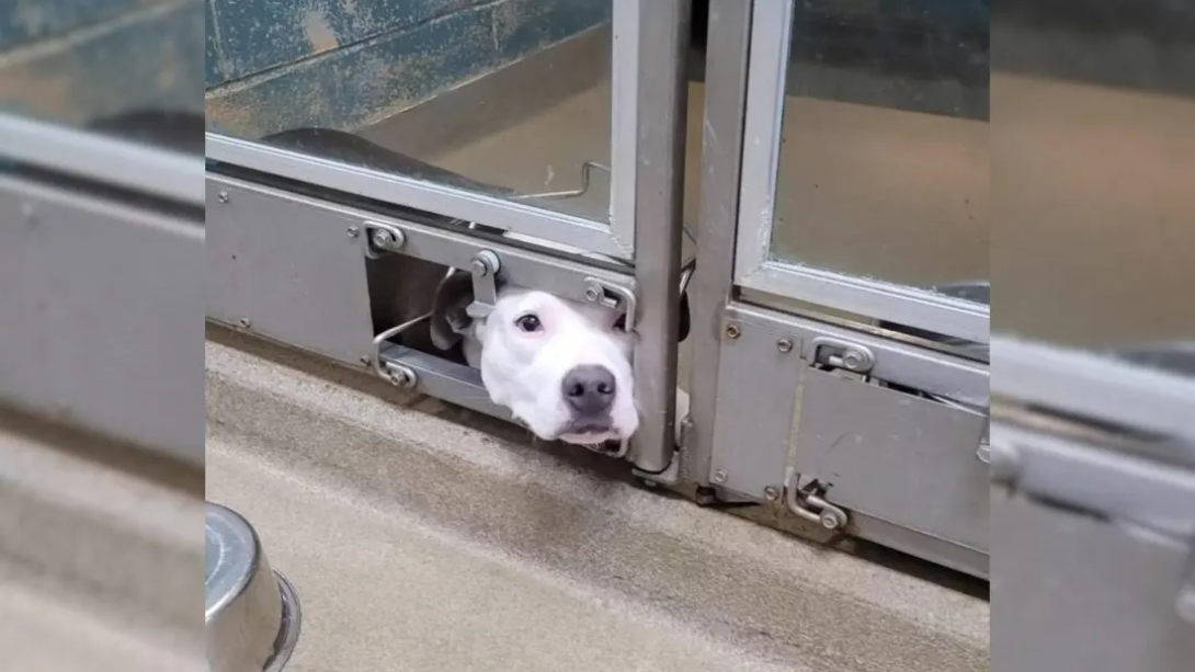 This lonely Dog was SA.D because She had to watch all her Friends get adopted!
