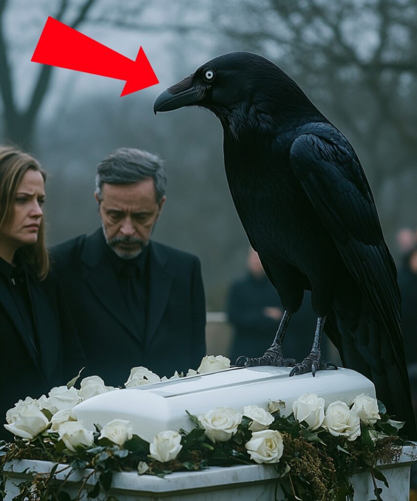 At the funeral, a crow suddenly perched on the little girl’s coffin…