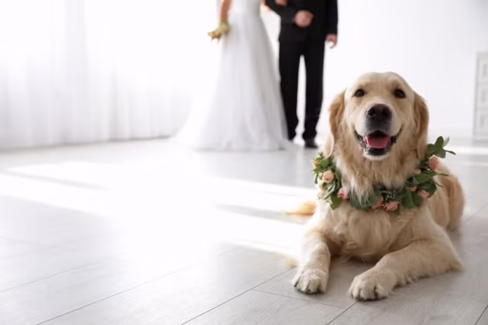 During the wedding, the bride’s dog suddenly stepped in and blocked the aisle.