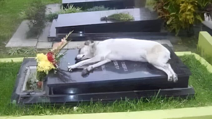 dog-on-grave-1024x876-1