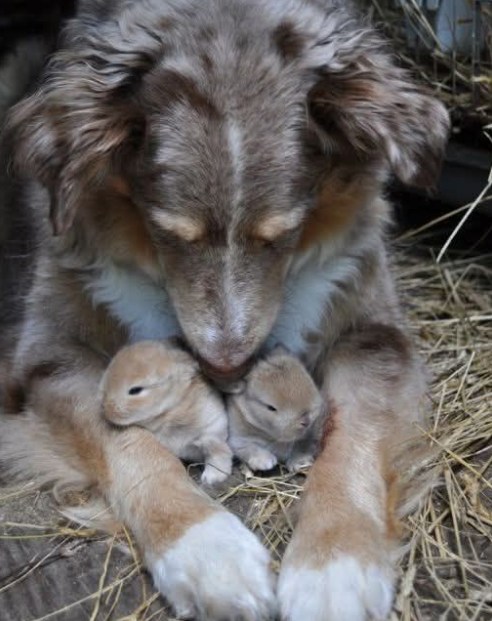 I Found Out What My Dog Was Hiding—And It Changed Everything