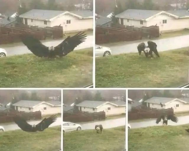 Massive Eagle Spotted in Brownsville, Texas — A Breathtaking Find That’s Captivating Everyone