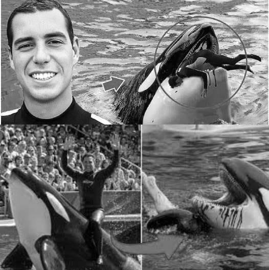 Shocking Video Coach Orca Is Destroyed by This Thing While Caught on Video..….See more in comment below👇