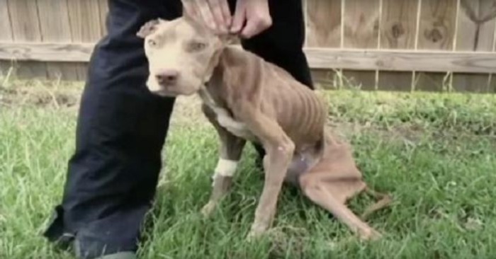“Near-Death and Just Skin and Bones, a Dog Discovers an Unlikely Protector—What Unfolds Next Will Leave You Incomplete” (video)
