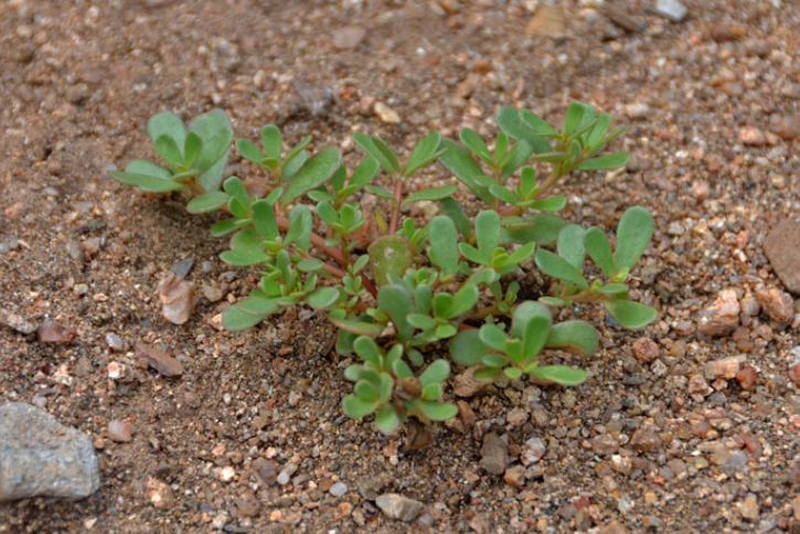 Purslane: The Nutrient-Packed Plant That Competes with Meat — 7 Powerful Reasons to Grow It at Home