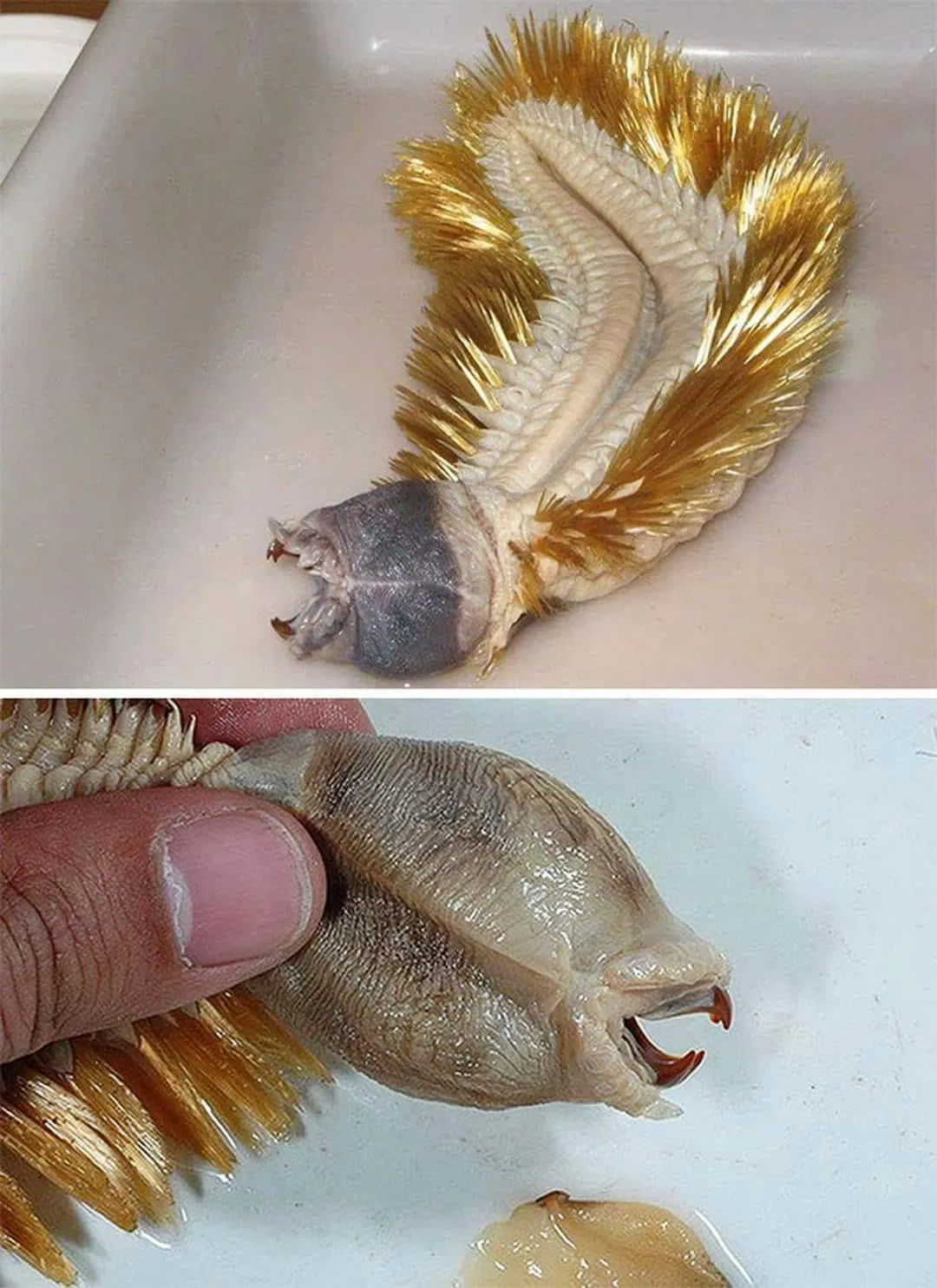 Alien’ Creature Stuns Internet When They Realize What It Really Is…