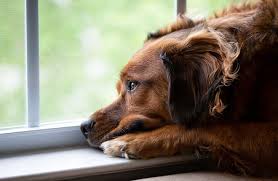 dognj