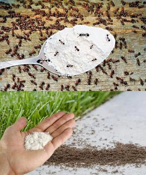 Thanks to my neighbor who shared this tip with me! A simple trick to get rid of ants in your home.