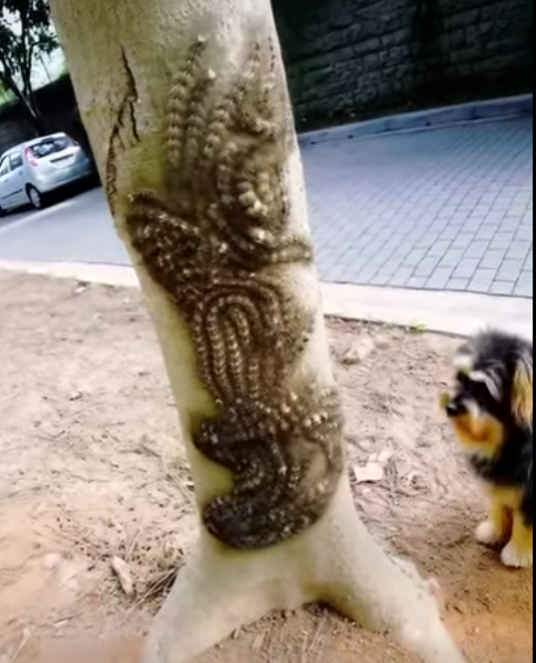 If you ever see something like this, do not touch it under any circumstances. Immediately report it to the appropriate authorities!