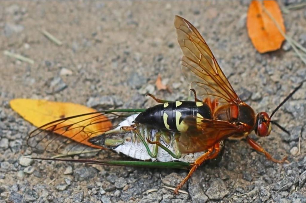 Deadly danger: the world’s most dangerous insect has emerged