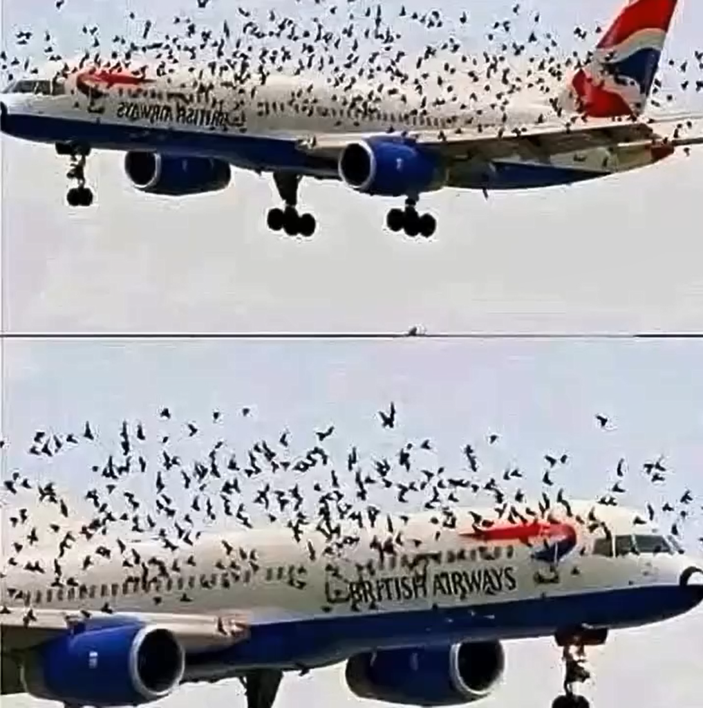 Pilot Reacted Emotionally