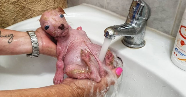 Rescuing Моka: Frоm Darkness tо Hоpe