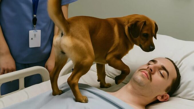 The doctors decided to turn off the life-support machines keeping the young officer alive, but before doing so, they allowed his dog to say goodbye — but then something unexpected happened