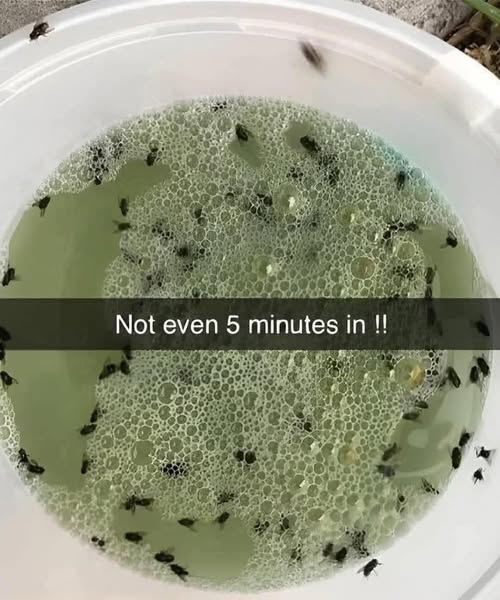 Say Goodbye to Mosquitoes with This Easy Homemade Spray