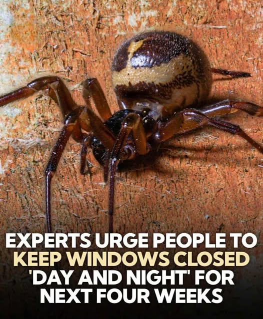 Spider Alert: Make Sure Your Windows Are Closed