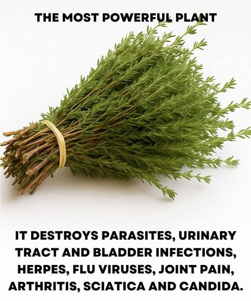 Oregano: The Ancient Herb With Modern Health Benefits