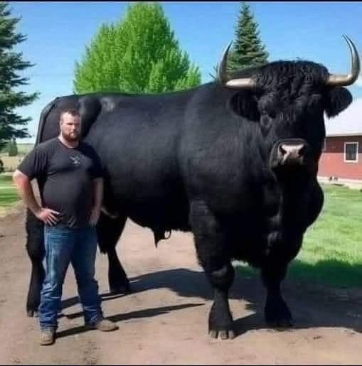 Farmer’s $6,500 Bull Purchase Took an Unexpected Turn