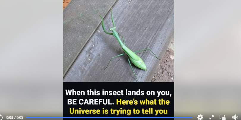 The Hidden Spiritual Message of a Praying Mantis