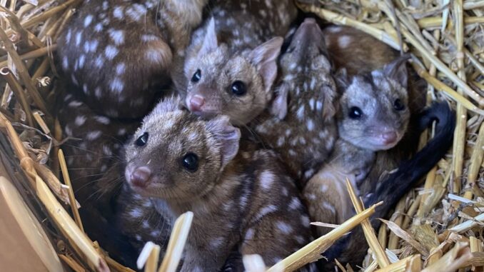 They stumbled on a nest of bizarre, spiky creatures—one closer look reveals their jaw-dropping identities!
