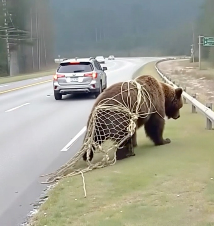 A Moment of Connection: Freeing a Bear on the Highway