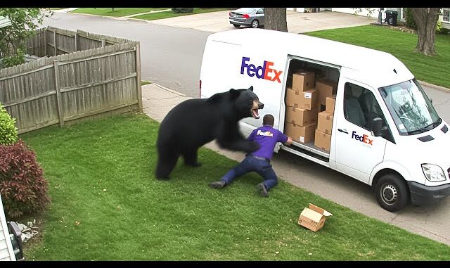 Delivery Drivers vs Animals | When Things Go Wrong