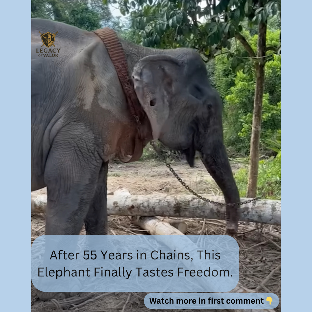 After 55 Years in Chains, This Elephant Finally Tastes Freedom.