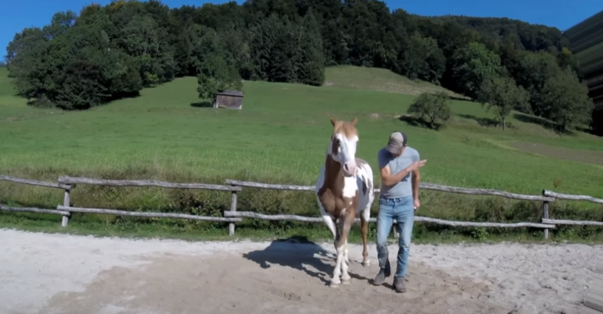 (VIDEO) Man Begins Dancing, but His Horse Takes Center Stage